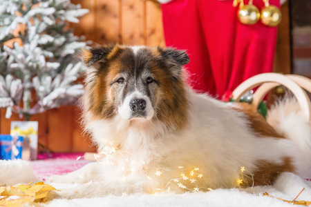 可爱的 elo 狗在圣诞节前装饰