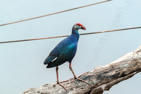 濒危的物种 Pukeko Porphiro Porphiro 水鸡