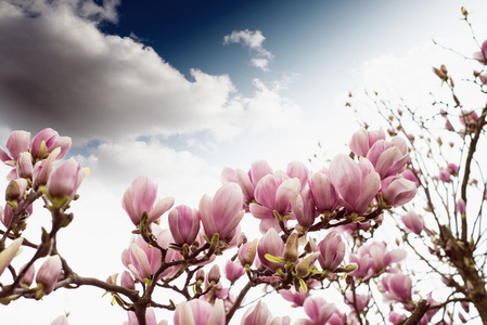 白玉兰树开花，春天的季节