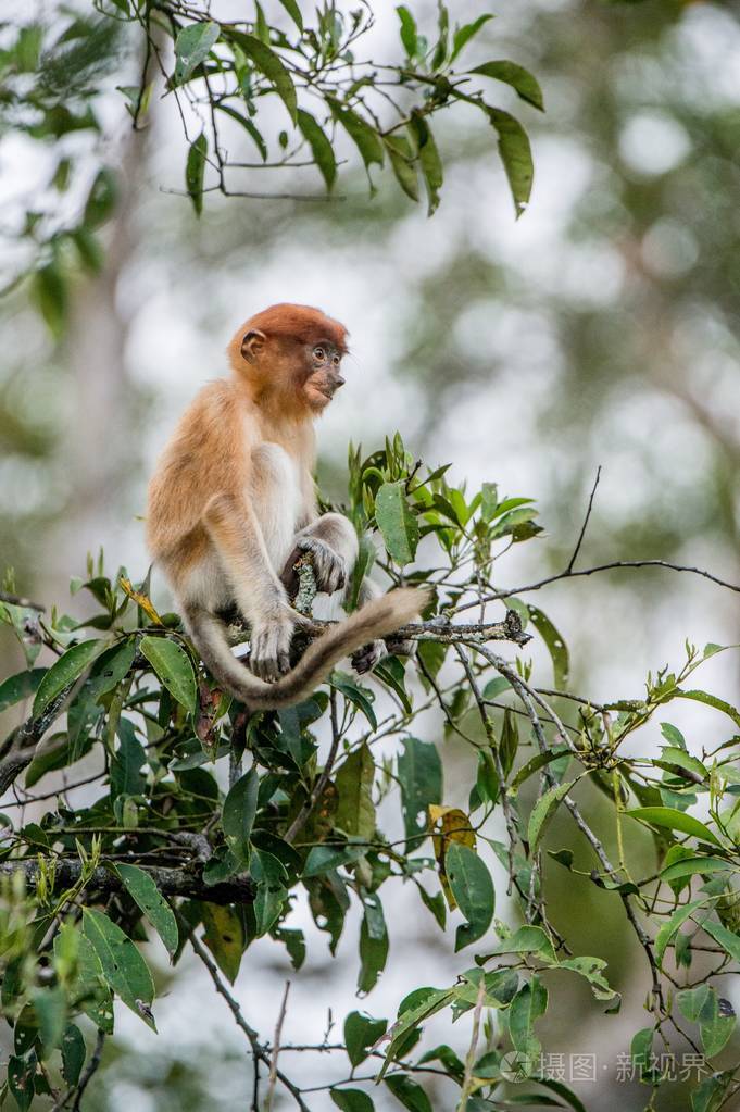 幼崽的长鼻猴