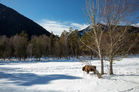 在山的冬天, 一个美丽的景色, 雪坡和顶部, 风景如画的峡谷。北高加索的狂放的自然