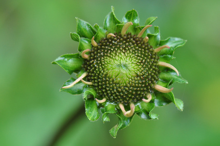 松果菊的花