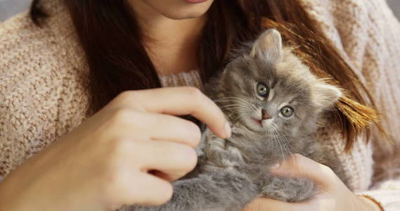 把灰色可爱的小猫咪关在家里, 看着摄像机, 一边躺在女人的手上。室内