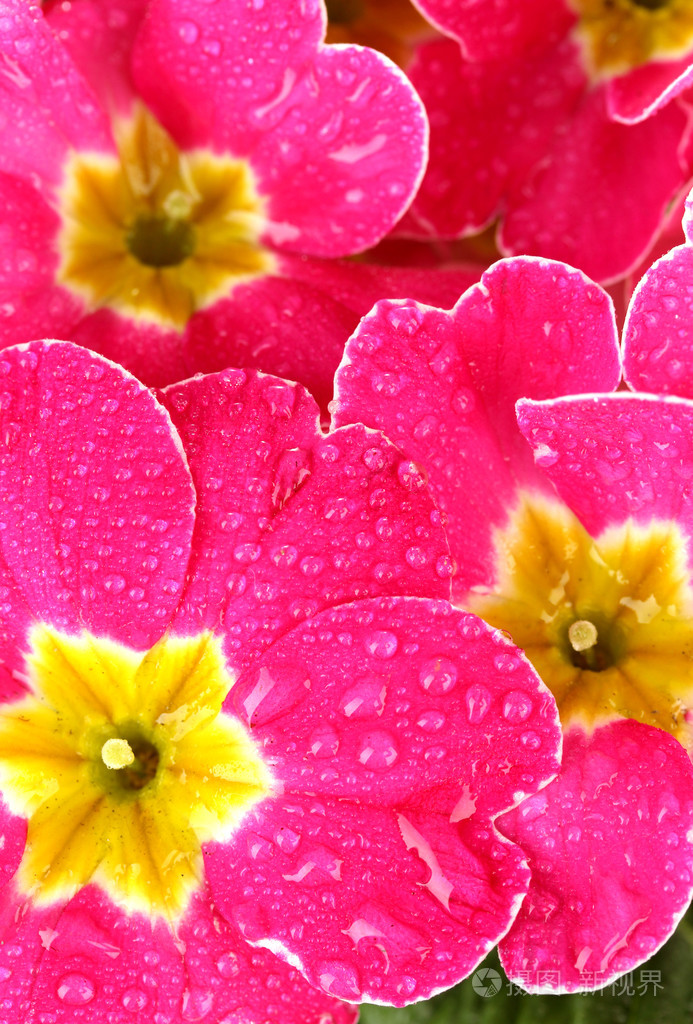 美丽的粉红色报春花密切了