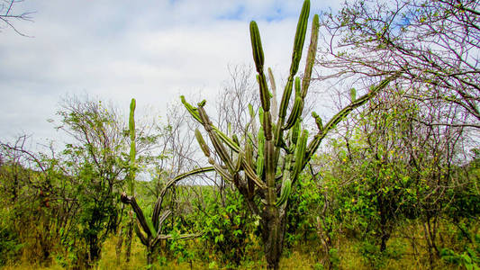 传统的巴西仙人掌, mandacaru, caatinga 生物群系的常见仙人掌, 作为人类和动物的食物, 装饰, 除了生产花卉