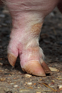 小猪的脚印像图片