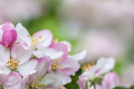 水果树的花朵