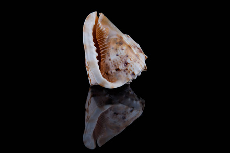 黑色背景上孤立的海壳海螺照片