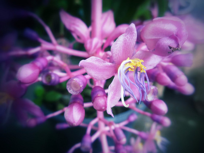 紫色的小花