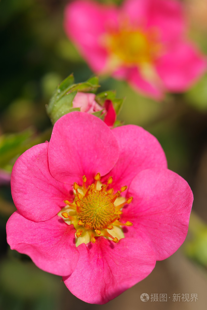 草莓花