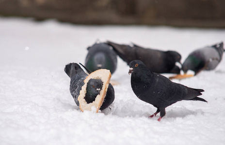 clsose 两只鸽子在冬天为食物而战