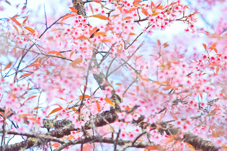 樱花和樱花背景