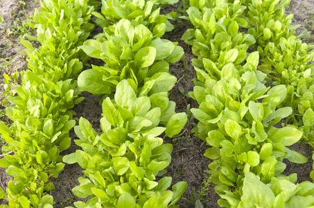 菠菜菠菜属图片