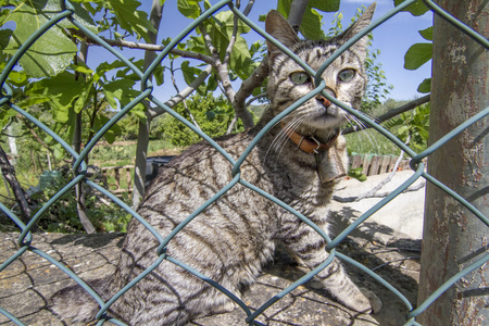 国内的猫