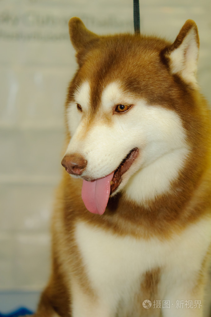 西伯利亚雪橇犬