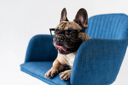 法国斗牛犬在椅子上的眼镜