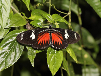 美丽的 Longwing 蝴蝶