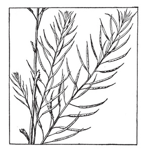 这是种子中卷心菜的图片。它包含在狭窄的种子荚, 复古线条画或雕刻插图