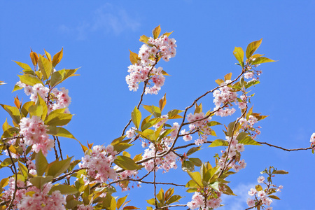 粉红色的日本樱花