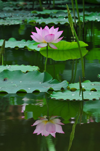 在池塘上的莲花