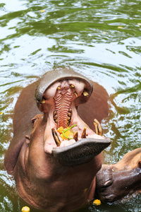 河马张开嘴要接收在动物园里的食物