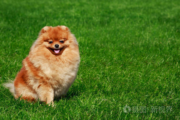 狗的品种博美犬施皮茨照片 正版商用图片063jgu 摄图新视界 狗的品种博美犬施皮茨照片 正版商用图片063jgu 摄图新视界