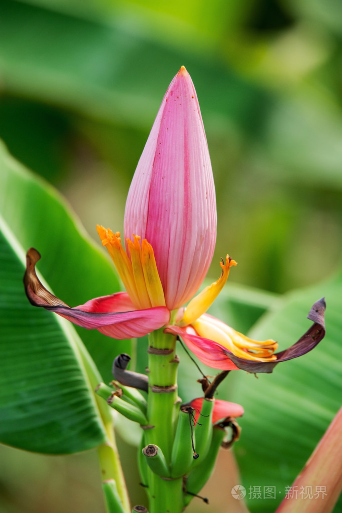 粉红香蕉花关门