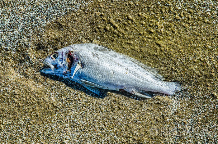 腐烂的沙滩上的鱼