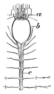 食管环复古线画或雕刻插图连接的脑神经节的规模蠕虫神经系统