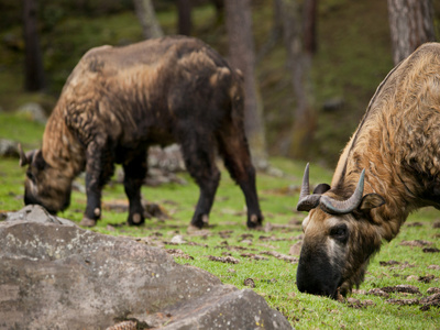 羚牛是不丹的国家动物图片