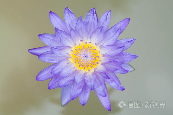 花青莲花照片 正版商用图片063lx6 摄图新视界