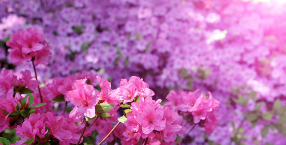 盛开的鲜花。美丽的粉红色的花