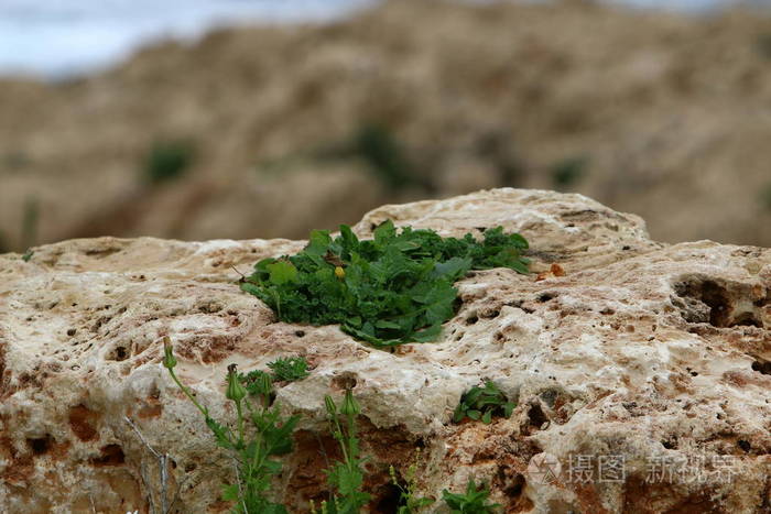 绿色植物生长在岩石和岩石的困难条件下