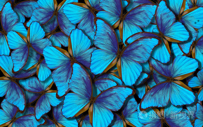 蝴蝶形态的翅膀.明亮的蓝色蝴蝶飞行抽象背景