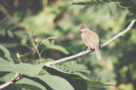 鸟 条纹耳鹎, 鹎 blanfordi 棕色的颜色栖息在一个自然野生的树