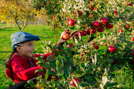 年轻的女孩入 basket.orchard 摘有机苹果