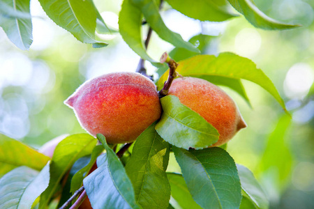 成熟的桃子在树枝上。日光下桃树树枝上桃子生长的特写视图