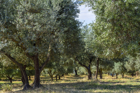 意大利中部的橄榄树领域。翁布里亚