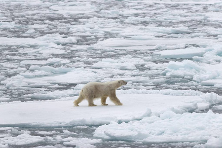 自然栖息地的雄伟毛茸茸的北极熊, Kvitya, 斯瓦尔巴特群岛, 1月马延, 挪威, 欧洲