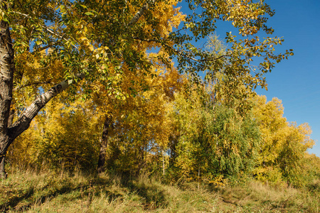 五颜六色的秋天森林在9月晴朗的一天。树上的可口黄色和橙色叶子