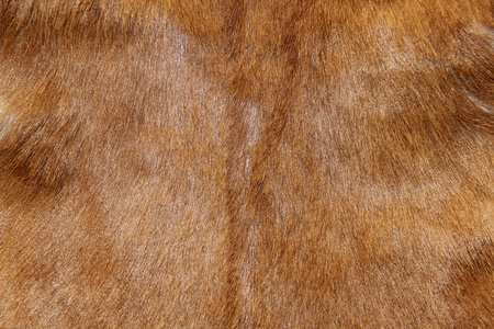 皮毛在沙龙中被切割和修饰的概念美洲狮或狮子皮毛彪马或狮子皮毛纹理