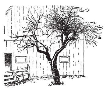 在这个图像是原始的麦金托什苹果树, 复古线条画或雕刻插图