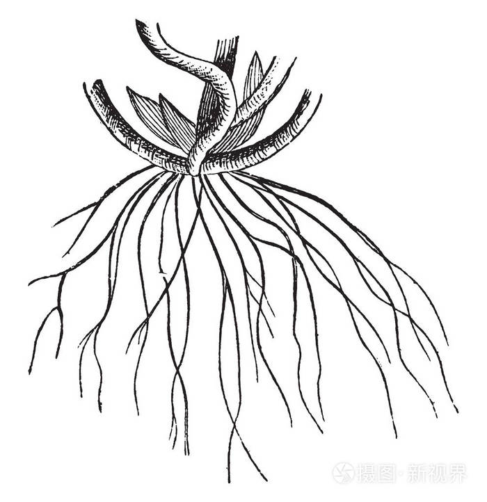 植物画像根茎叶简笔画图片