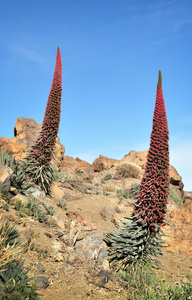 echium wildpretii。泰德火山国家公园，拉斯维加斯加拿大德尔泰