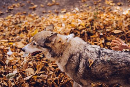 于秋天手抄报一只大的灰狗,类似于一只狼,走在公园里绕着秋天落叶照片