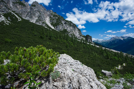 景观徒步旅行到 Pacherini 避难所从 Forni di Sopra