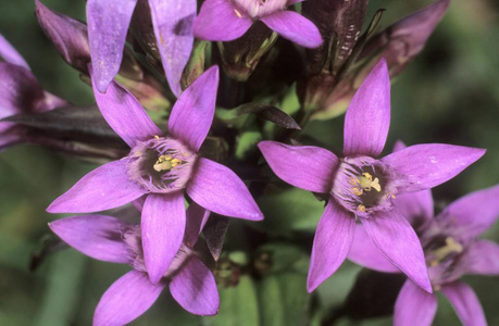 草甸茎龙胆花, 龙胆欧洲照片