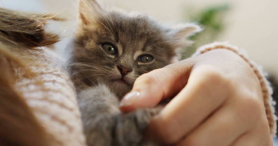 关闭可爱的猫图片