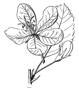 它有玫瑰色和芬芳的花朵, 复古线条画或雕刻插图照片