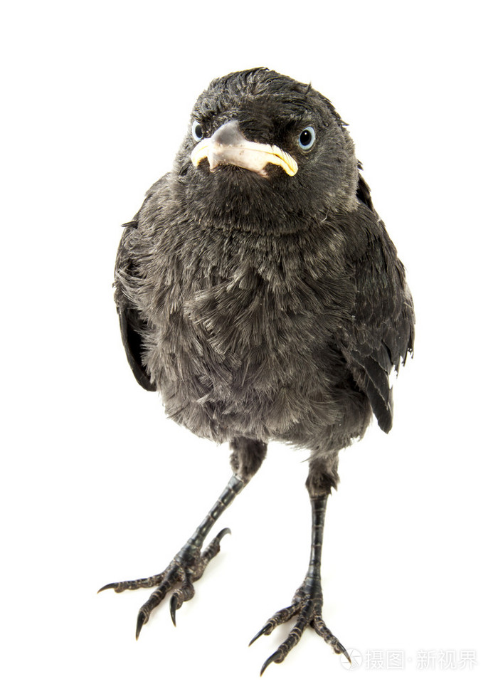 年轻的乌鸦